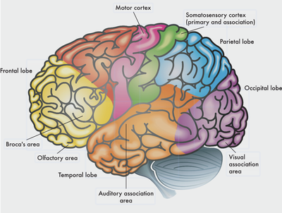 Human brain evolved through friction, effort, and adaptation.