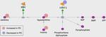 Comprehensive blood metabolomics profiling of parkinson’s disease reveals coordinated alterations in Xanthine metabolism